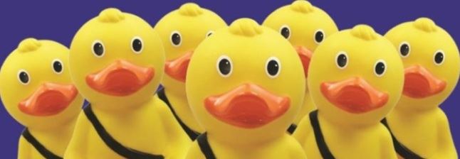 A row of yellow ducks