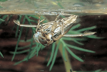 An image of a backswimmer