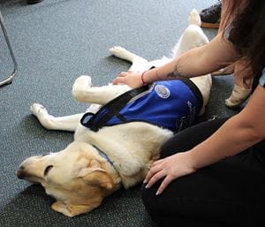 Assistance dog enjoying a belly rub from someone