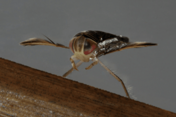 An image of a Water Boatman