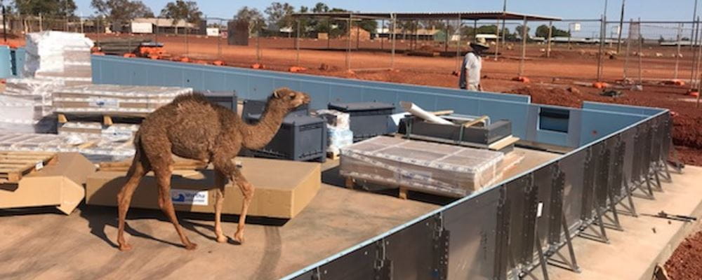 A camel walking through a pool construction side with red dirt landscape in the background