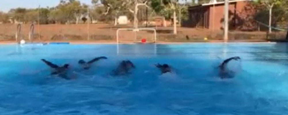A group of Aboriginal boys swimming at the Bidyadanga Pool