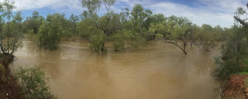 Image of a very swollen Fitzroy River with trees under water