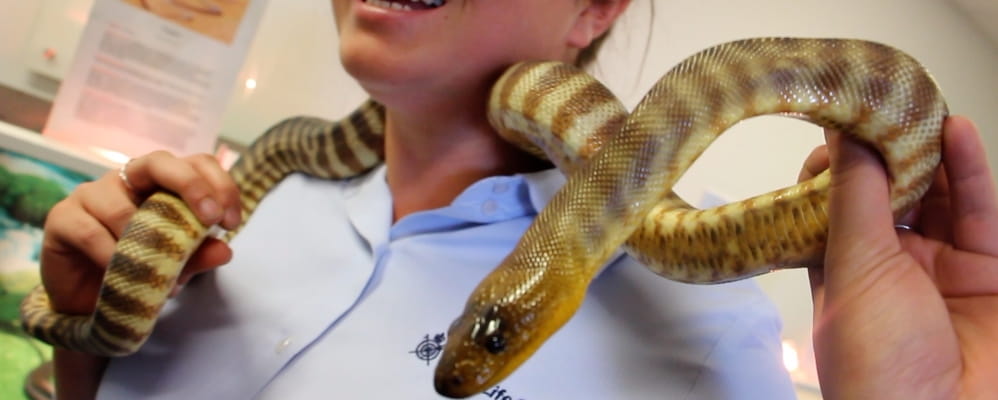 Sam Bell, Community Education Officer, holds a yellow snake