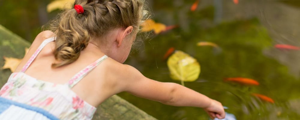 little girl reaching into fishpond