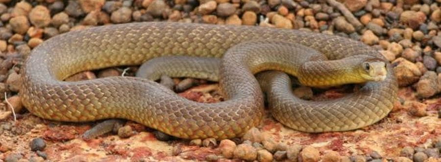 A western brown snake coiled up on red stones