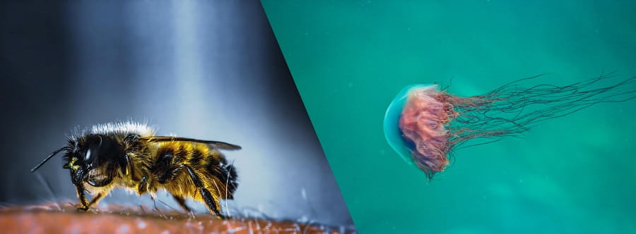 close up of a bee and a jellyfish