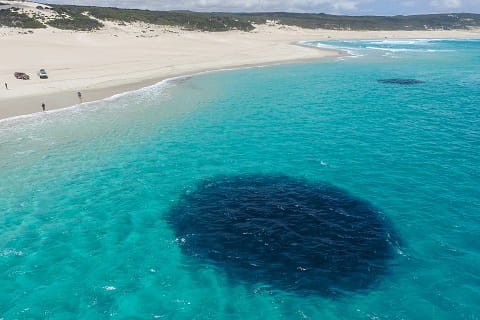 Aerial view of large school of salmon close to beach in Western Australia